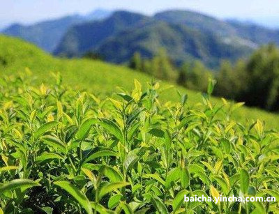 嘉兴古树装饰公司电话、排名和名木 - 专业古树装饰，提供优质服务！