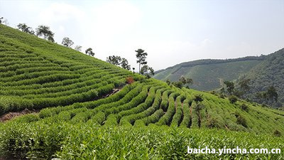 赣州古树白茶渠道加盟代理电话 - 联系方式、地址及号码