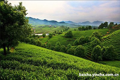 茉莉白茶是什么味道，口感和功效？