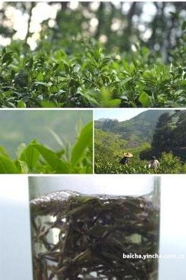 连州白茶是不是就是莓茶呢？简介、功效与作用