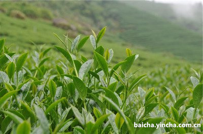 安利白茶牙膏多少钱一盒及其功效与真假区别