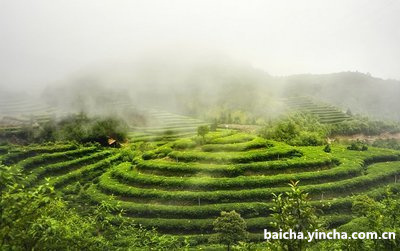 白茶为什么叫大红袍茶，贵还是好？