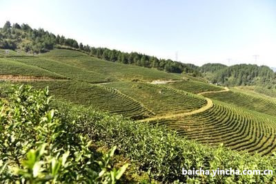 绿茶红茶普洱茶花茶的功效与作用，区别和对身体好的比较