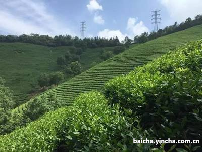 安吉白茶的上市时间及价格