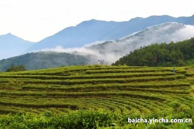 白茶没味道能喝吗？为什么没有味道？是否有毒？知乎讨论