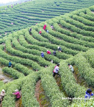 怎么看白茶的好坏？分5个等级鉴别！