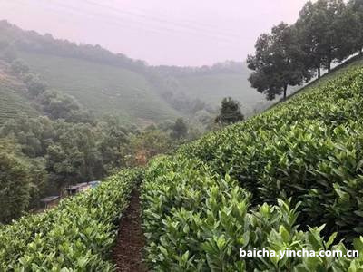 白茶可以做茶香鸡吗怎么做好吃喝？