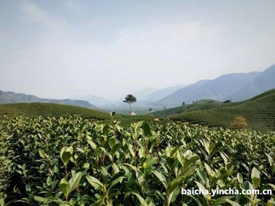 老班章白茶三十年多少钱及功效与区别