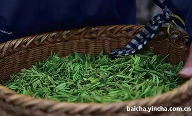 白茶树可以做成绿茶吗？视频和图片，干树可否饮用？