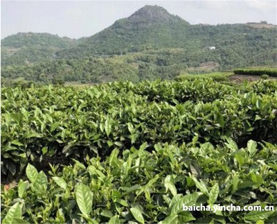 白茶有泥土味怎么回事儿？解析白茶土腥臭味的原因