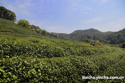 白醋清洗白茶杯有用吗？洗茶渍的方法分享