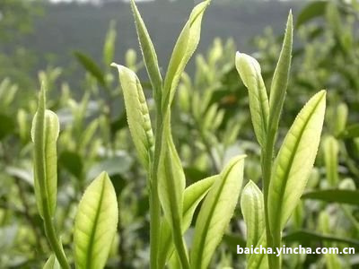 家里度太高存白茶茶饼会坏吗