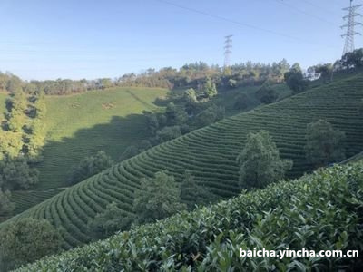 东营白茶茶叶批发商城在哪