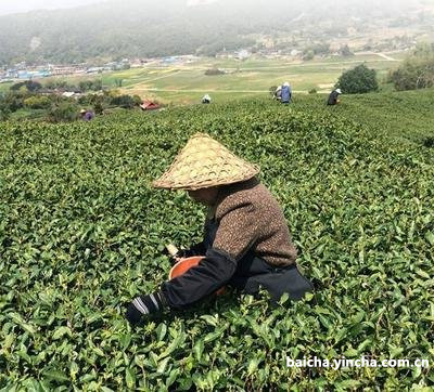 太姥名山产白茶，清香一缕醉仙家