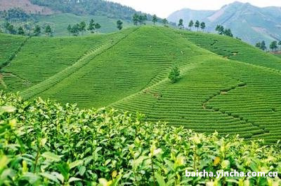 益阳茶厂和白沙溪茶厂的关系解析