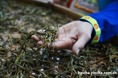 普洱煮老白茶的做法视频教程与讲解：冲泡普洱白茶的正确方法大全