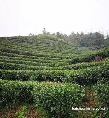 白茶怎么看是新茶还是老茶