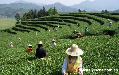 安吉白茶干茶市场分析与前景