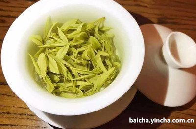 大白茶和小菜茶的区别，不同之处在哪？