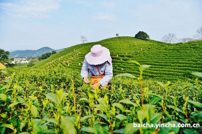 十年白牡丹茶口感及其功效与作用