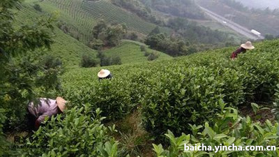 江白茶茶叶厂家代理加盟多少钱？东江茶叶厂家代理月费多少？