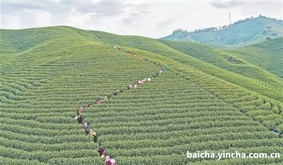 植物医生白茶系列用法及功效