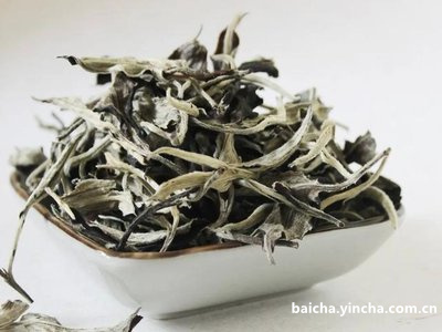 白茶为什么没有药香味道呢知乎，白茶为啥没有茶叶味