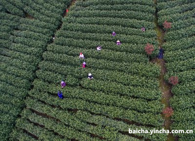 正宗白茶品牌加盟费多少钱及哪个好