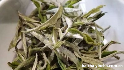 白茶与红茶哪个降血糖更好呢