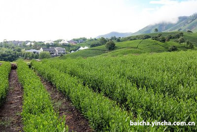 五峰千丈白毫价格及走势，湖北五峰千丈白毫茶叶48g，五峰千丈白毫茶业。