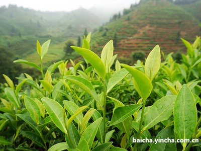 白茶萎凋内含物质的变化过程