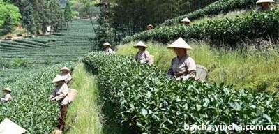 相靖大师白茶一号白茶代代相传价格国粹