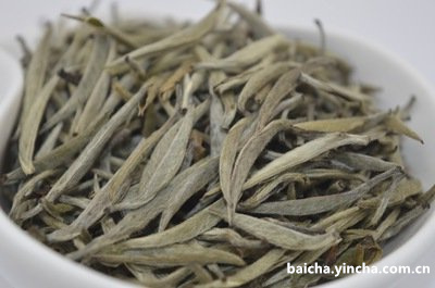 特早白茶批发价格及茶青价格