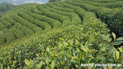 信阳毛尖和天目湖白茶哪个好喝及区别