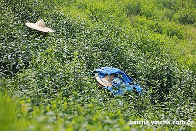 白茶茶叶冷冻还是冷藏啊好喝