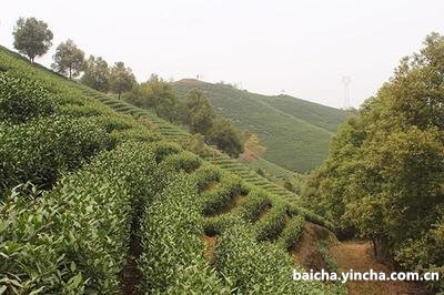 上火喝普洱茶好吗？生茶还是熟茶更有效？女生适用吗？