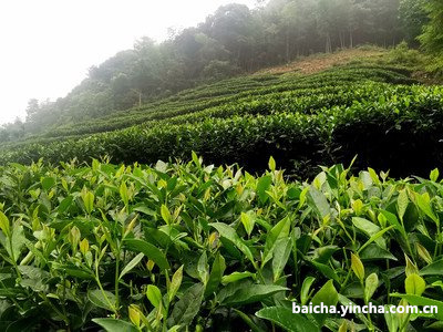 无量山高山茶价格及价格表