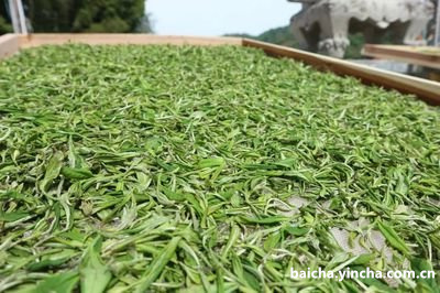 哪里的人最喜欢喝安吉白茶茶叶及其味道