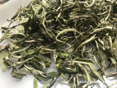 很长茶叶片是什么品种？长叶茶的品种介绍