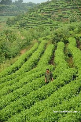 普景一号茶树特性、图片、良种与品种介绍