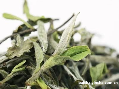 牛年白茶：2021生肖牛意会的历与中茶白牛茶