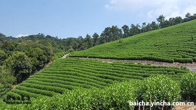 白茶在阳光下晒多久最适合饮用？