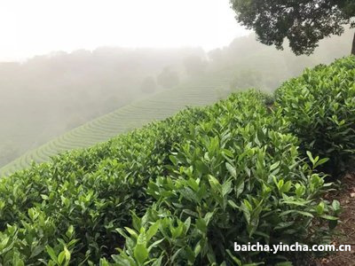 十年的白茶饼值多少钱，能喝吗？