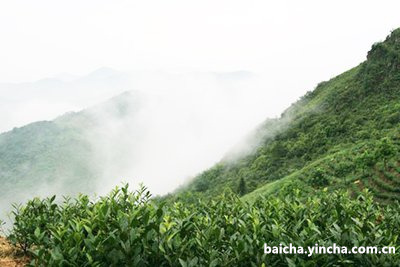 福建德白茶属于什么茶种植及其特点