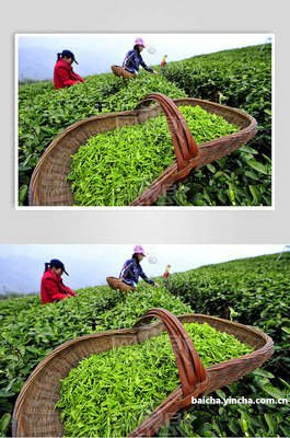 白茶风格是什么意思啊？解析白茶风味，附白茶风格图片和英文介绍