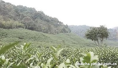 天茗茶野生红茶礼盒价格及官网信息