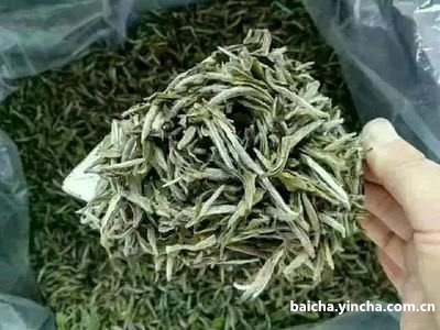 云根白茶小野白口感：探索原产地，品味纯正风味