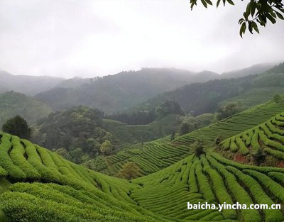 糖尿病患者最好喝白茶时用冷开水冲泡茶吗？