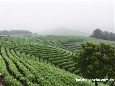 普洱煮老白茶的做法大全：视频、窍门、图片、老白茶介绍