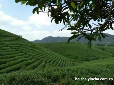 江白酒场在哪里？